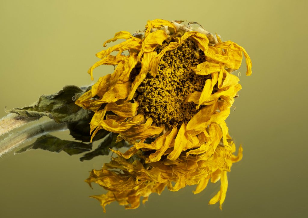 'Decay' print Commended "Sunflower" by Sue Clegg