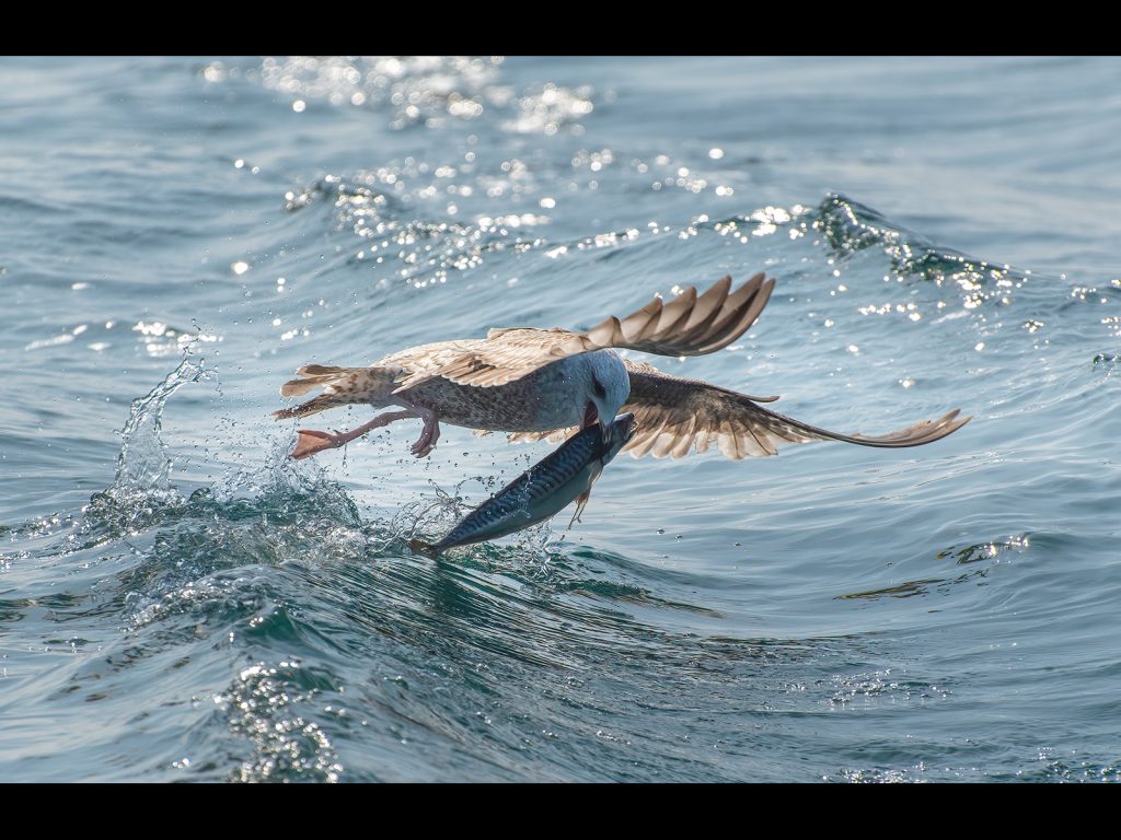 The Catch by Georgina Shaw