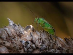 Alien Insect by Steve Johnstone - 18 points