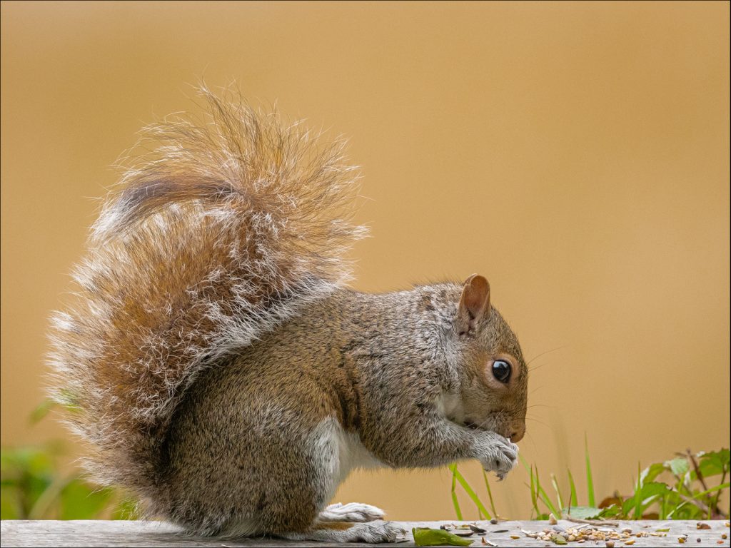 Squirrel by Steve Johnstone