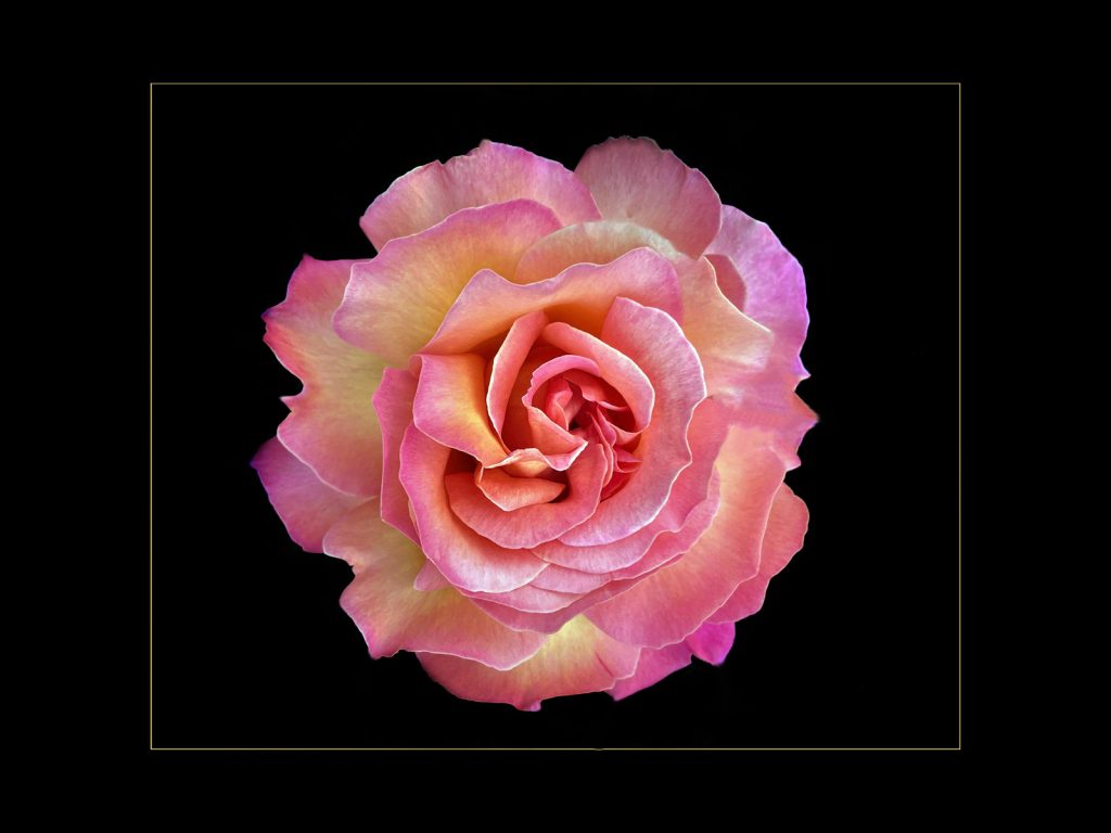 Pretty in Pink by Seamus Whelan