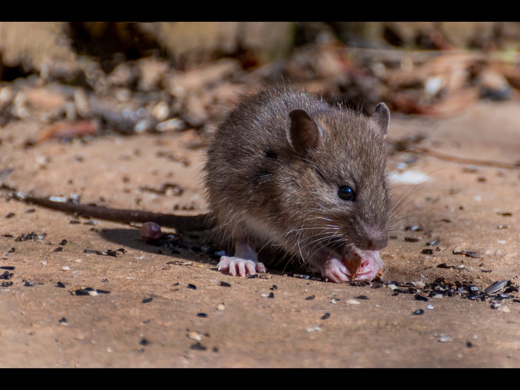 Mini Mouse by Georgina Shaw