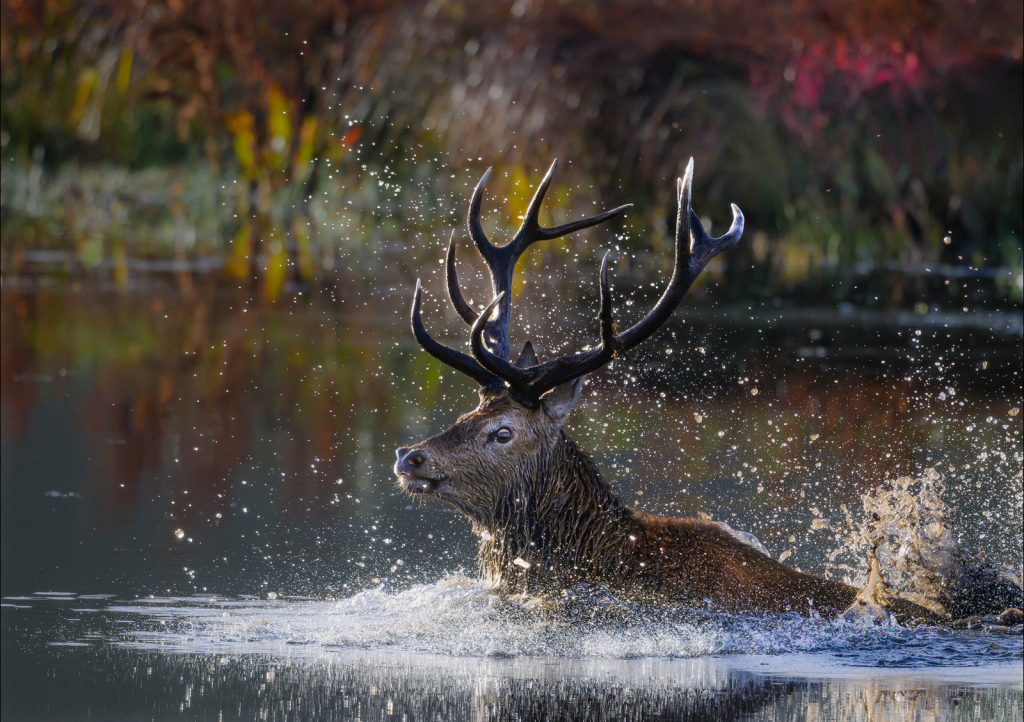 Stag in Pursuit of the Hind by Steve Johnstone