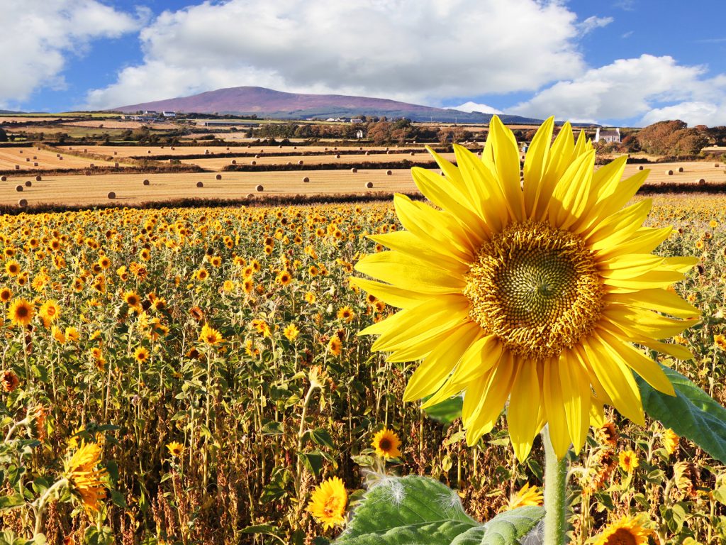 March Open digital winner "Sunflower Meadow" by Jason Quayle