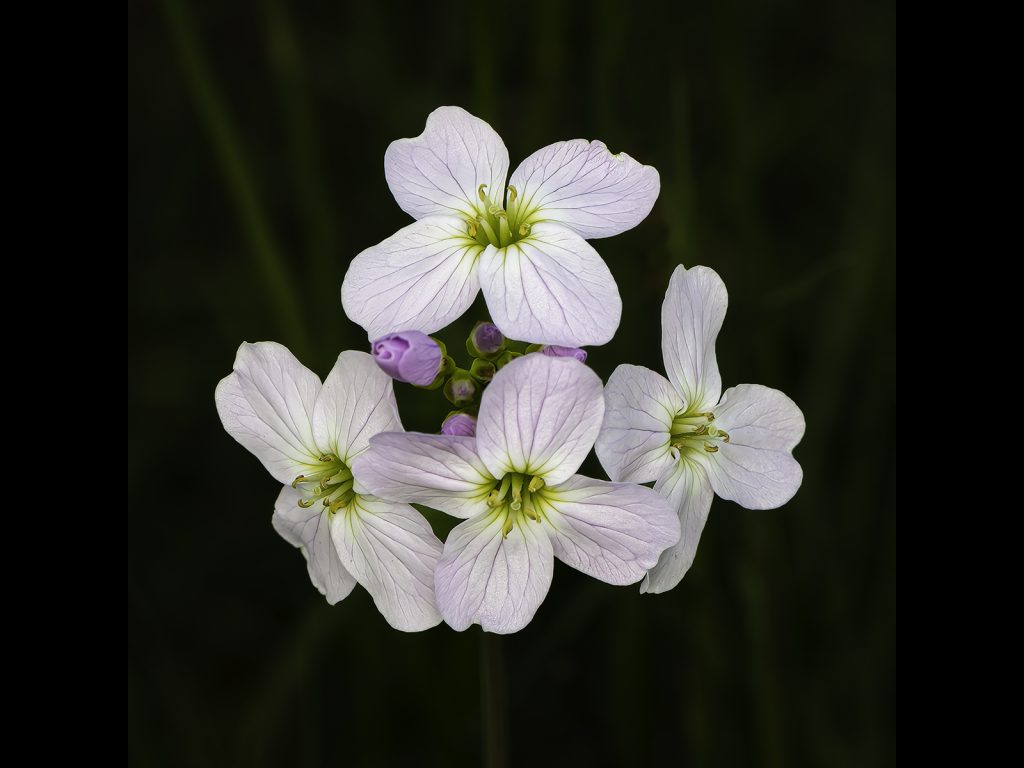 March Open digital runner-up "Ladies Smock" by Steve Johnstone