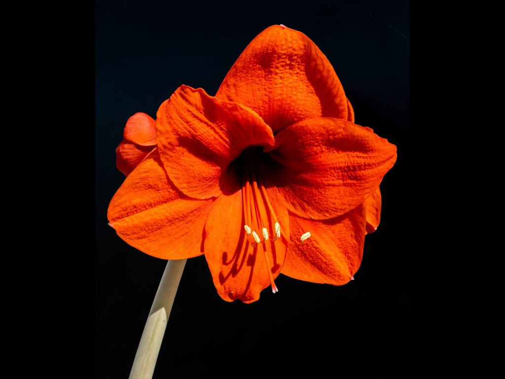 Flowering in Spring by Brian Green