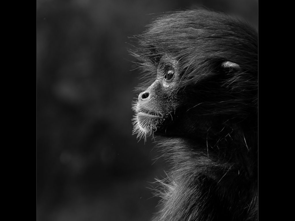 Contemplating by Georgina Shaw