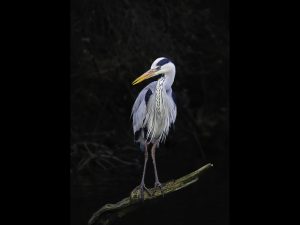 Grey Heron Out On A Limb by Steve Johnstone