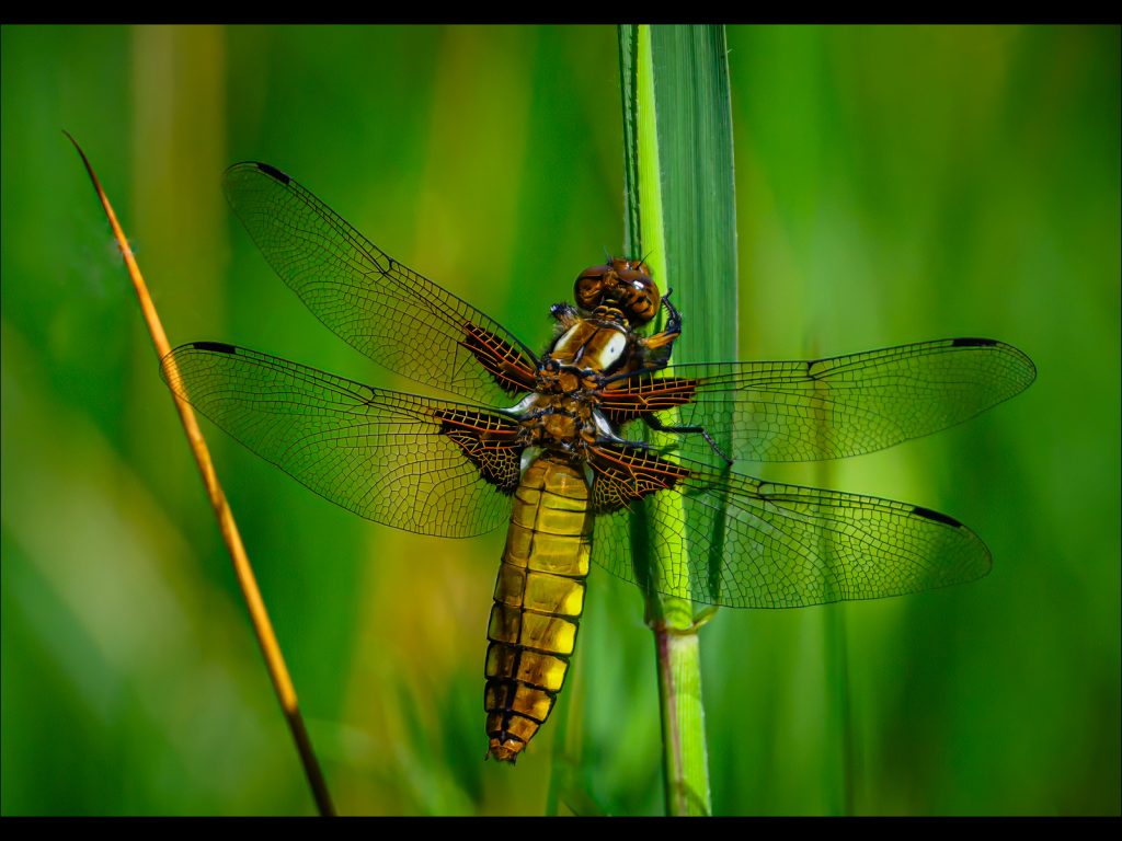 Print joint runner-up: 'Dragonfly Wings' by Steve Johnstone
