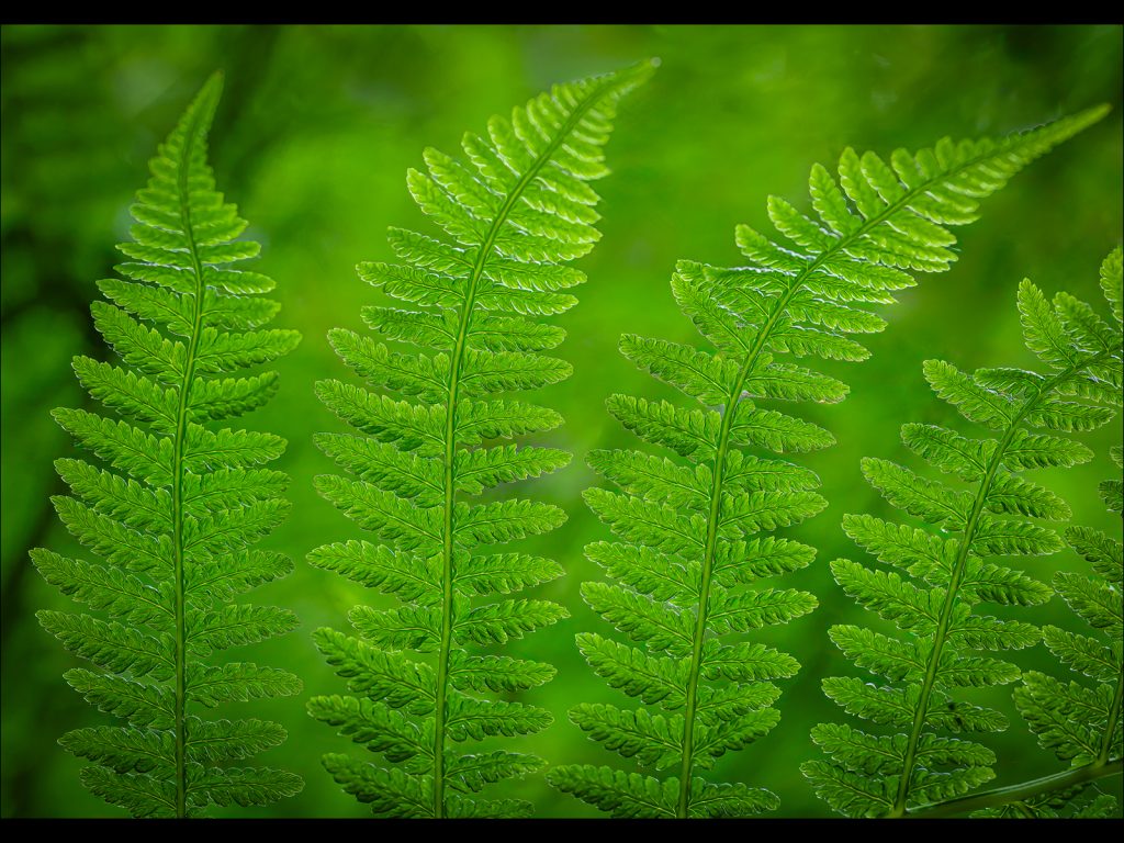 Print joint runner-up: 'Fern Leaves' by Steve Johnstone