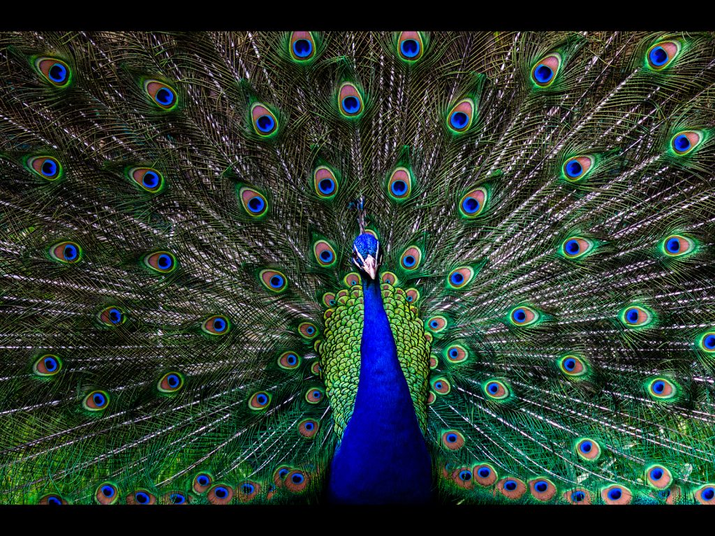 Digital runner-up: 'Indian Beauty' by Brian Green