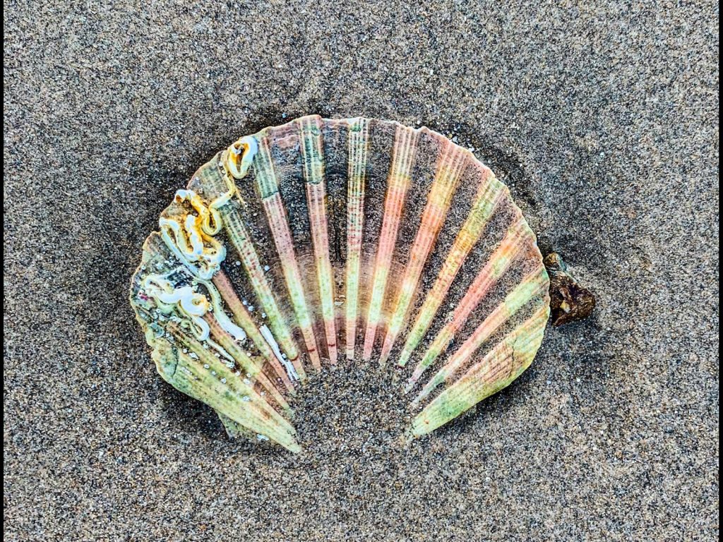 Digital fourth place: 'King Scallop' by Simon Jennings