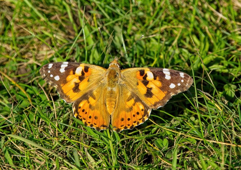 Print fourth place: 'Painted Lady' by Peter Skears