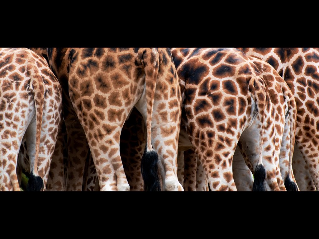 Digital fifth place: 'Bums' by Georgina Shaw