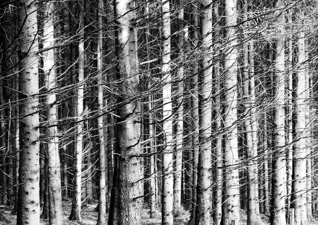 Print fifth place: 'Pointing One Way' by Andrea Thrussell