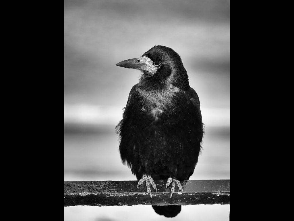 Digital third place: 'Ruffled Feathers' by Andrea Thrussell