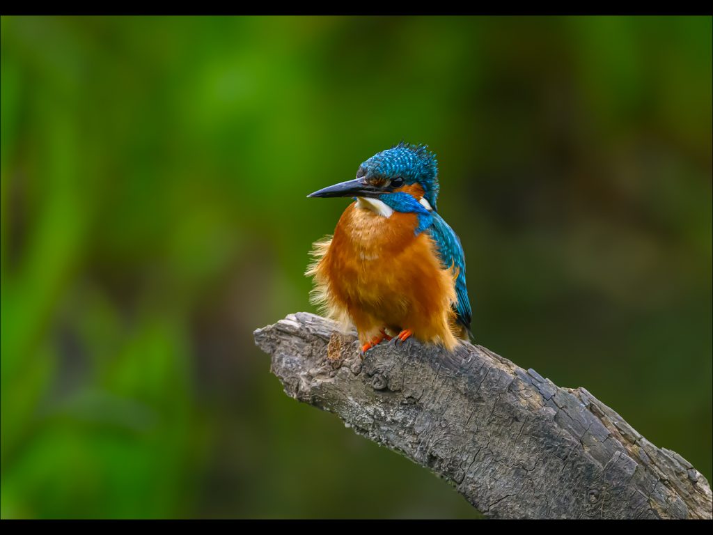 Print third place: 'Kingfisher Contemplation' by Steve Johnstone