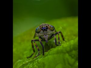 Digital joint winner 'Horsefly Everyone's Friend' by Steve Johnstone