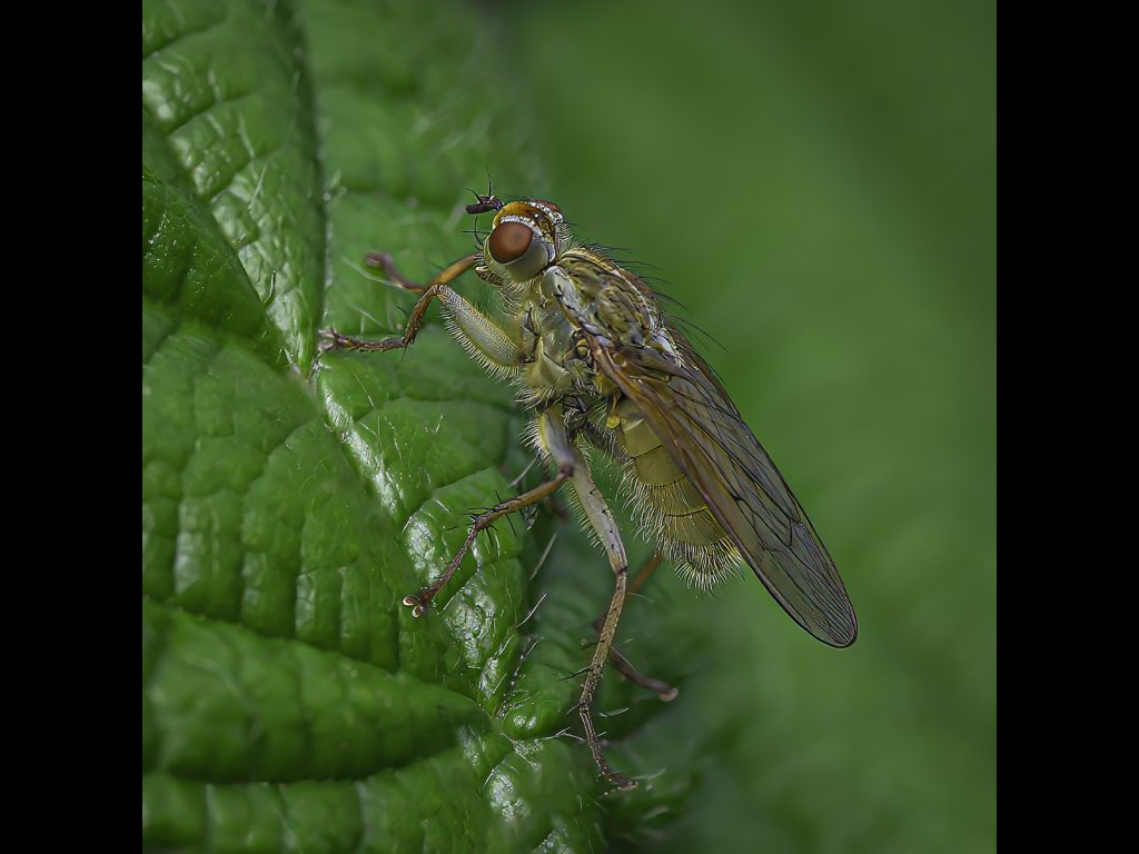 Open print winner 'Yellow Dung Fly' by Steve Johnstone