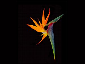 Digital joint third place 'Bird of Paradise' by Seamus Whelan
