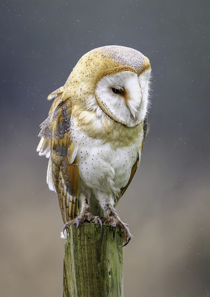 Image of the Year 2024 "Barn Owl In The Rain" by Steve Johnstone