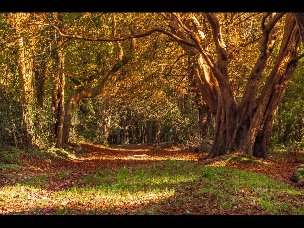 Mike Goldie Trophy winner 2024: "Autumn Carpet" by James Joyce