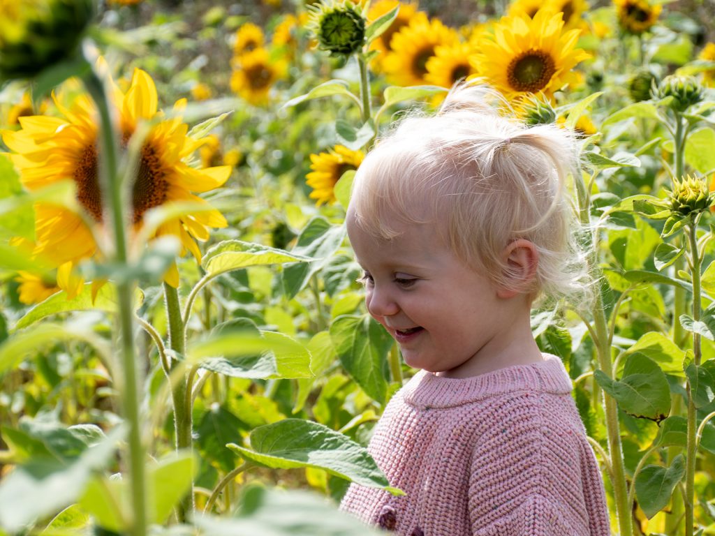 In the Sunflowers by Georgina Shaw