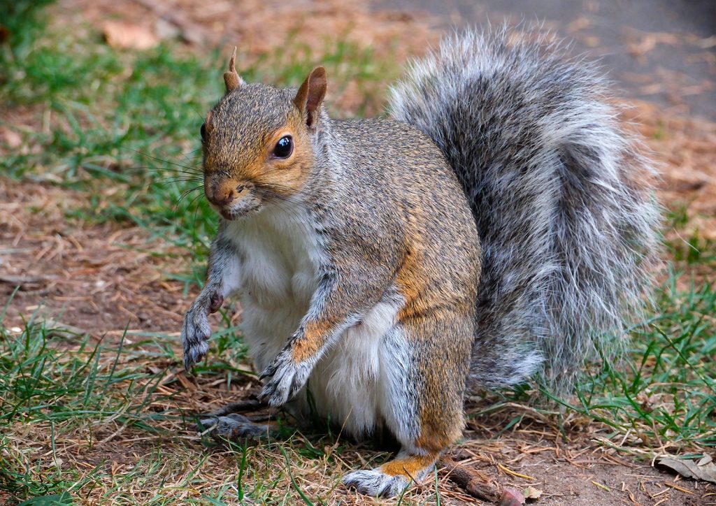 Animals digital winner: "Red Squirrel" by Andrea Thrussell