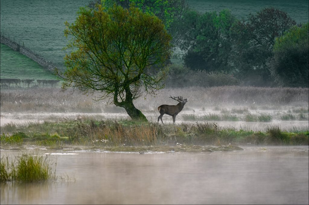 Animals print winner: "Stag in the Mist" by Steve Johnstone