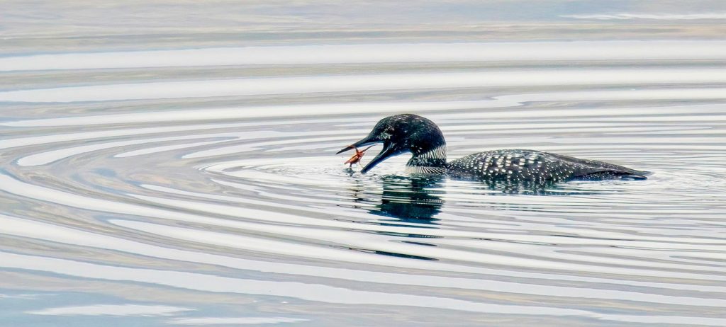 Animals print runner-up: "Great Northern Diver" by Peter Skears