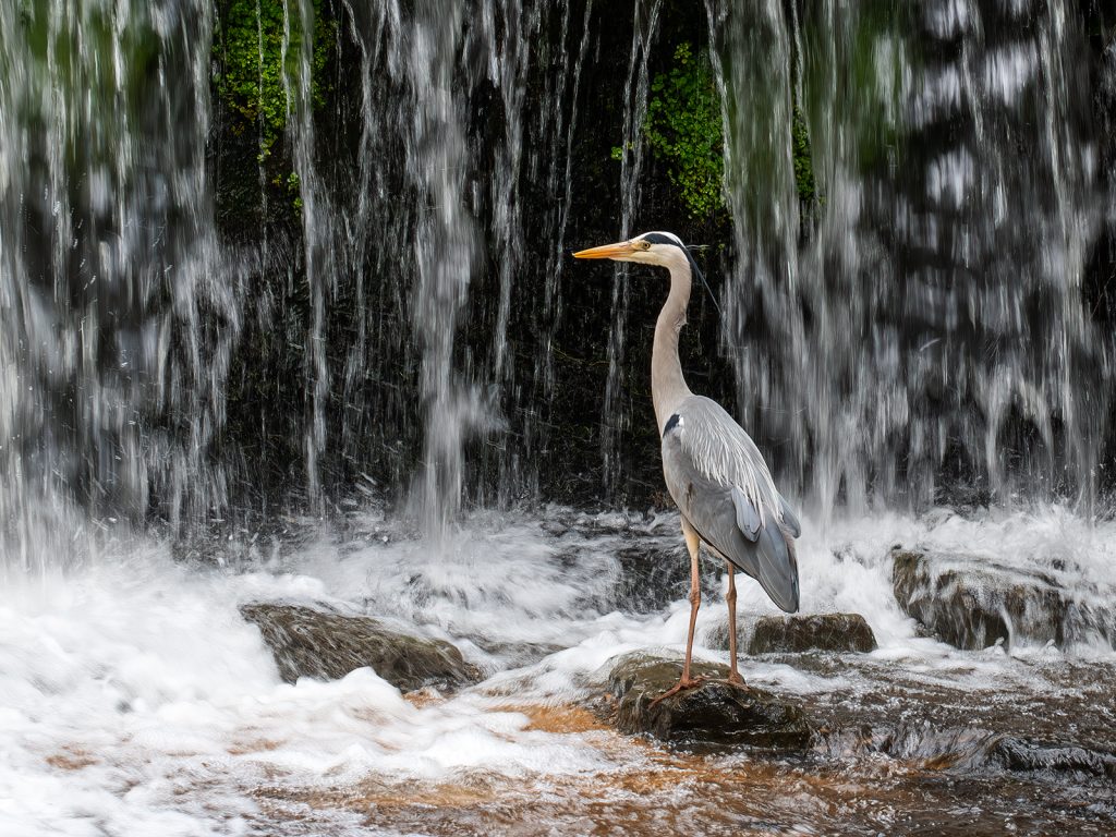 Animals digital runner-up: "Heron" by Georgina Shaw