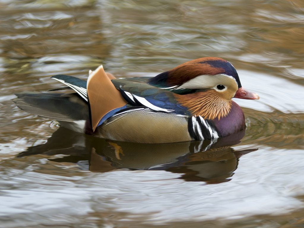 Animals digital third place: "Mandarin Duck" by Jim Gibson