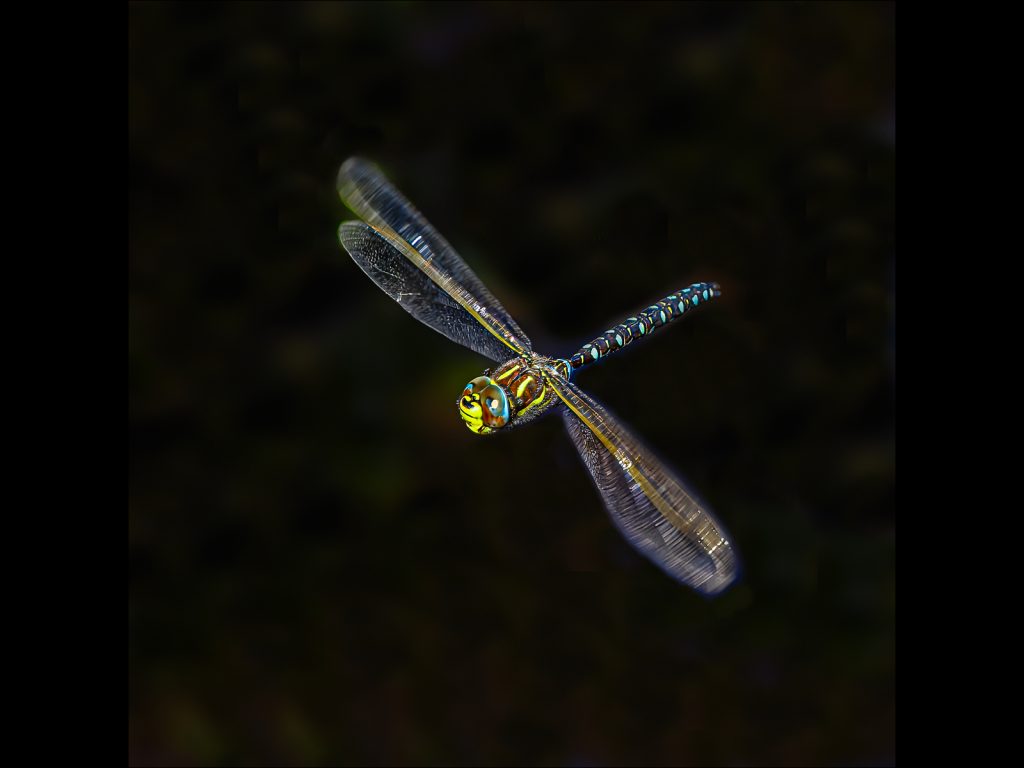 Open digital winner: Dragonfly In Flight by Steve Johnstone