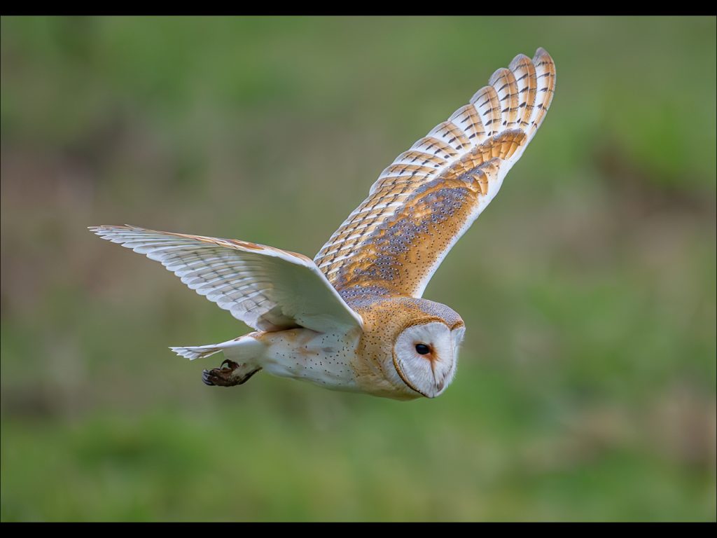 Open print winner: Barn Owl Hunting Prey by Steve Johnstone