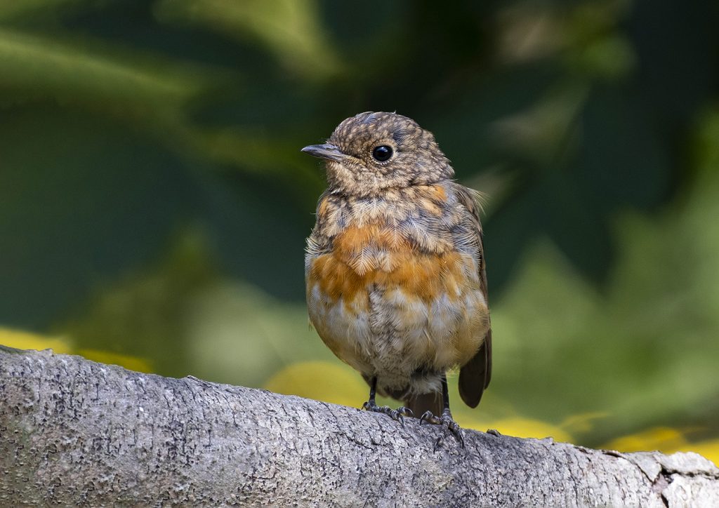 Open print runner-up: Juvenile Robin by Sue Clegg