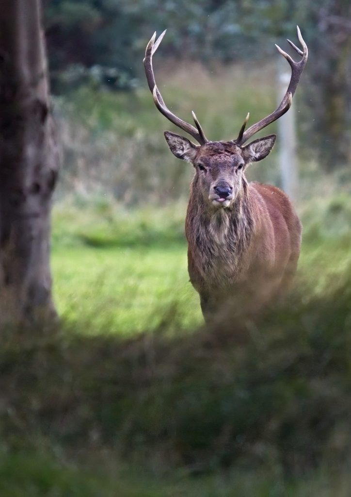 Print joint third place: Red Deer Humour by Peter Skears