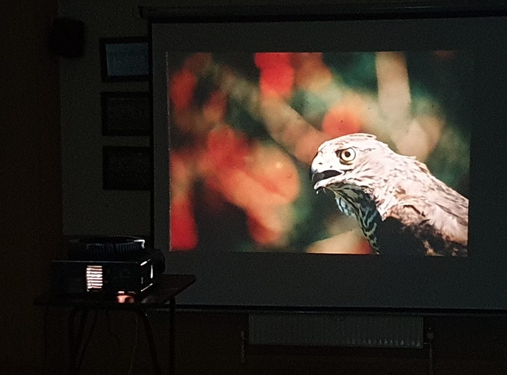 "Flora and Fauna of the Calf of Man" presentation by Dessie Robinson