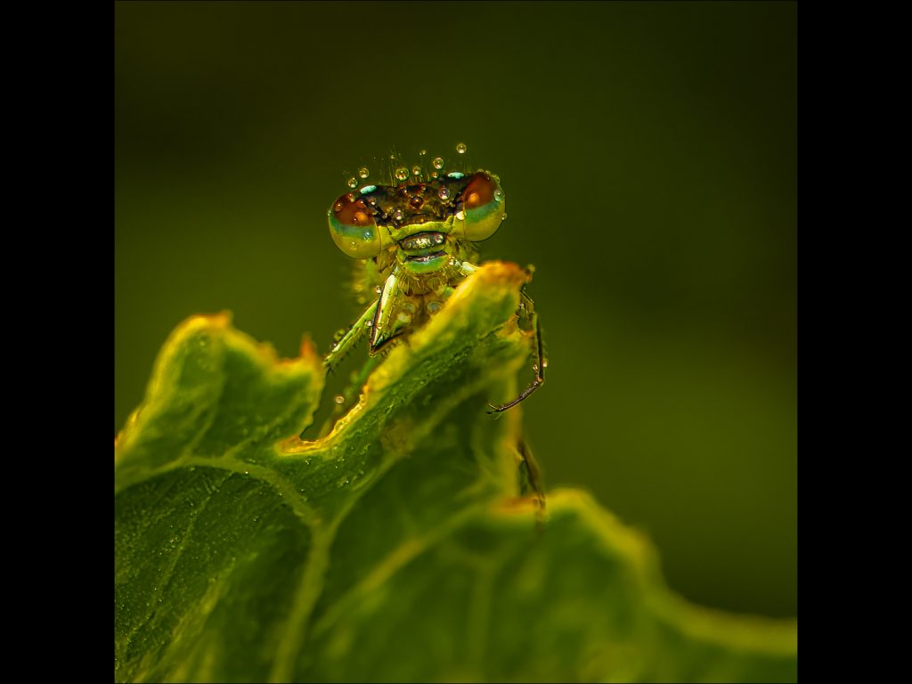 Damsel Fly in the Dew by Steve Johnstone