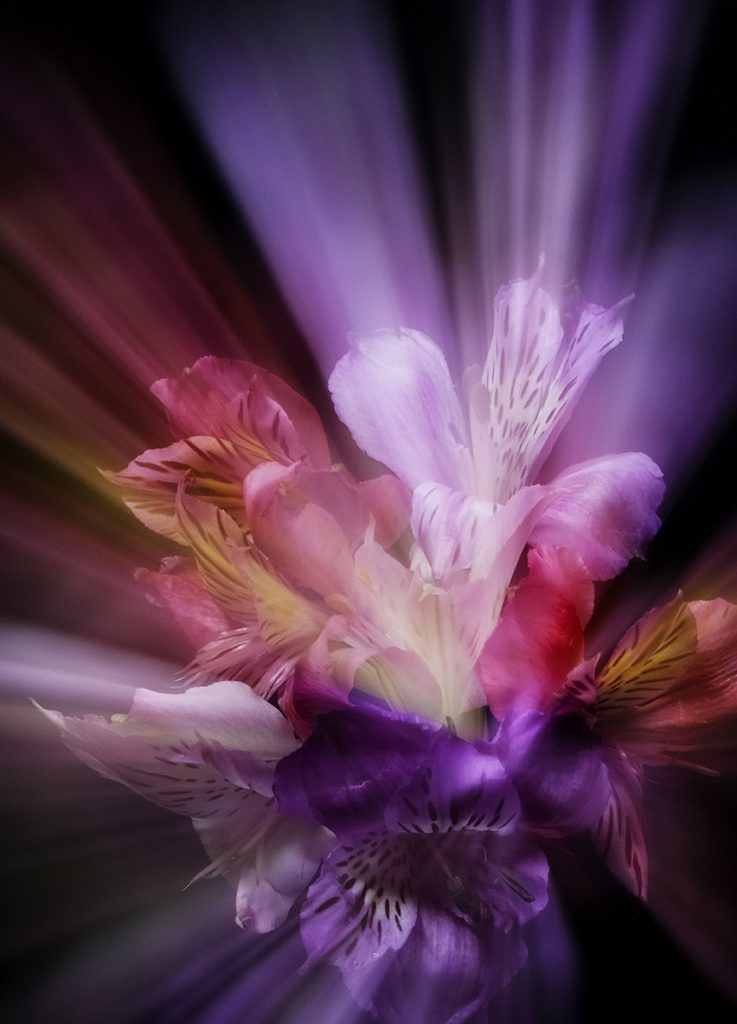 Flower Burst by Sue Clegg