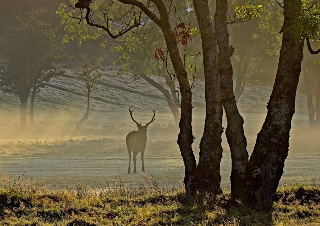 Arran Golfcourse Stag by Peter Skears