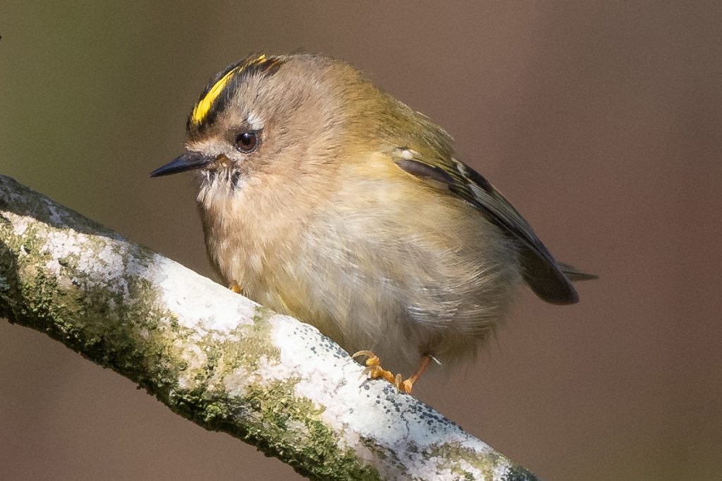 Goldcrest by James Joyce