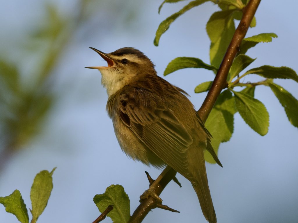 Sedge Warbler by Duncan Matthews