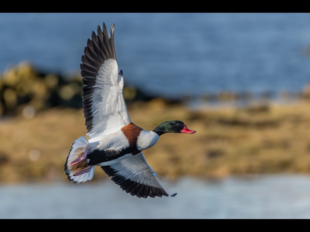 February Open digital winner: Incoming Shell Duck by James Joyce
