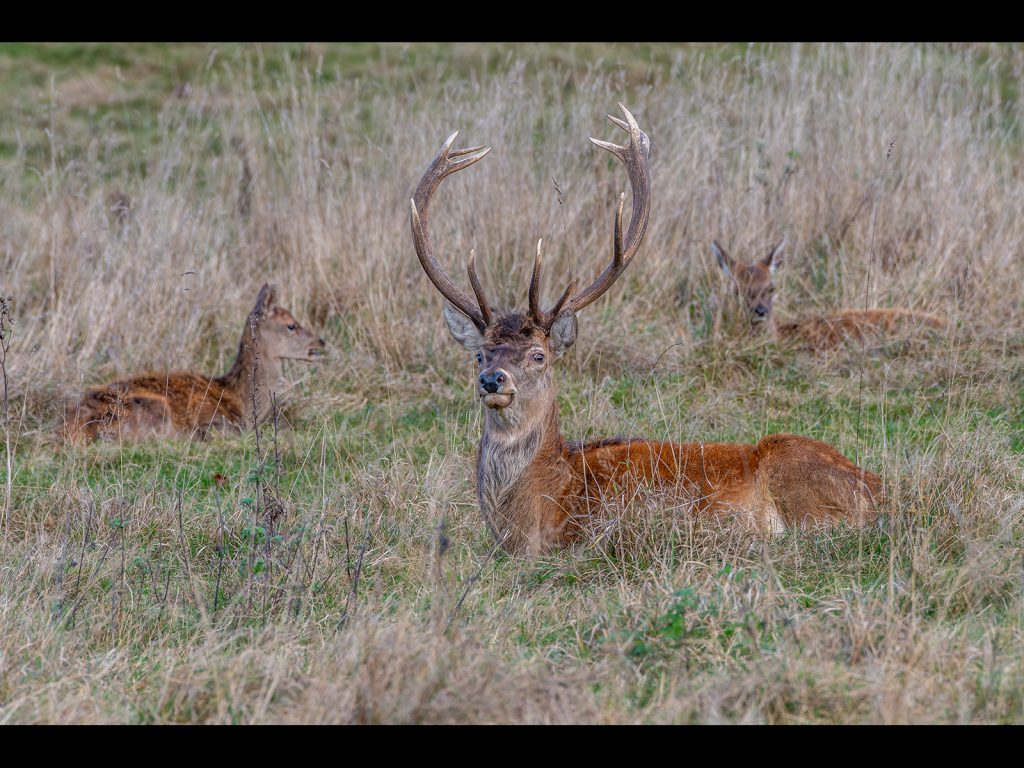 February Open digital runner-up: The Stag by James Joyce