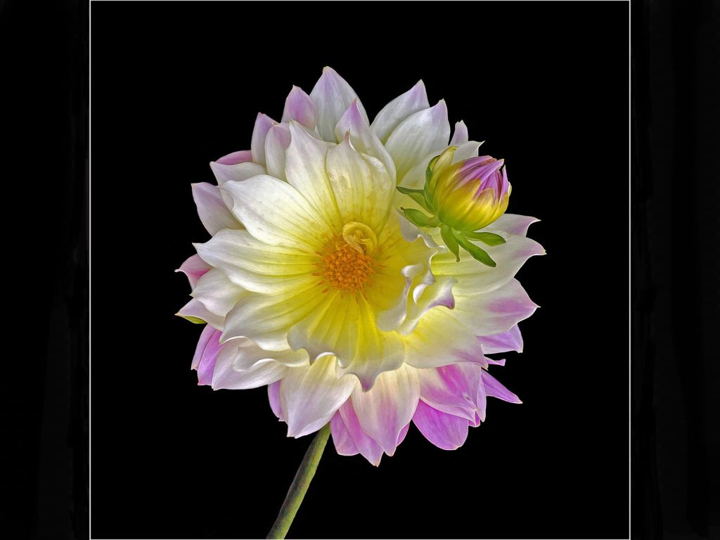 February Open digital third place: Dahlia by Seamus Whelan