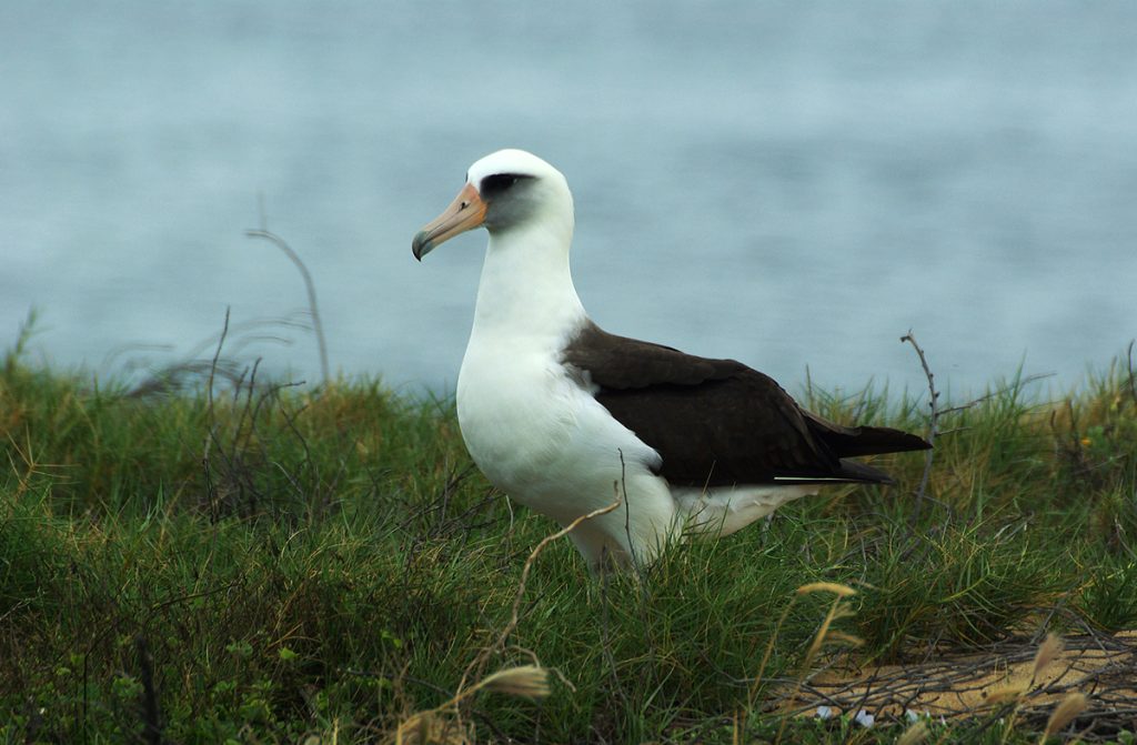 Leysan Albatross by Chris Blyth