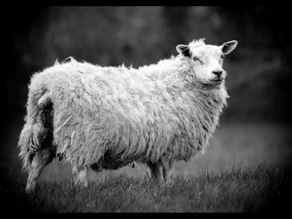 Digital winner: "Eye Contact" by Andrea Thrussell