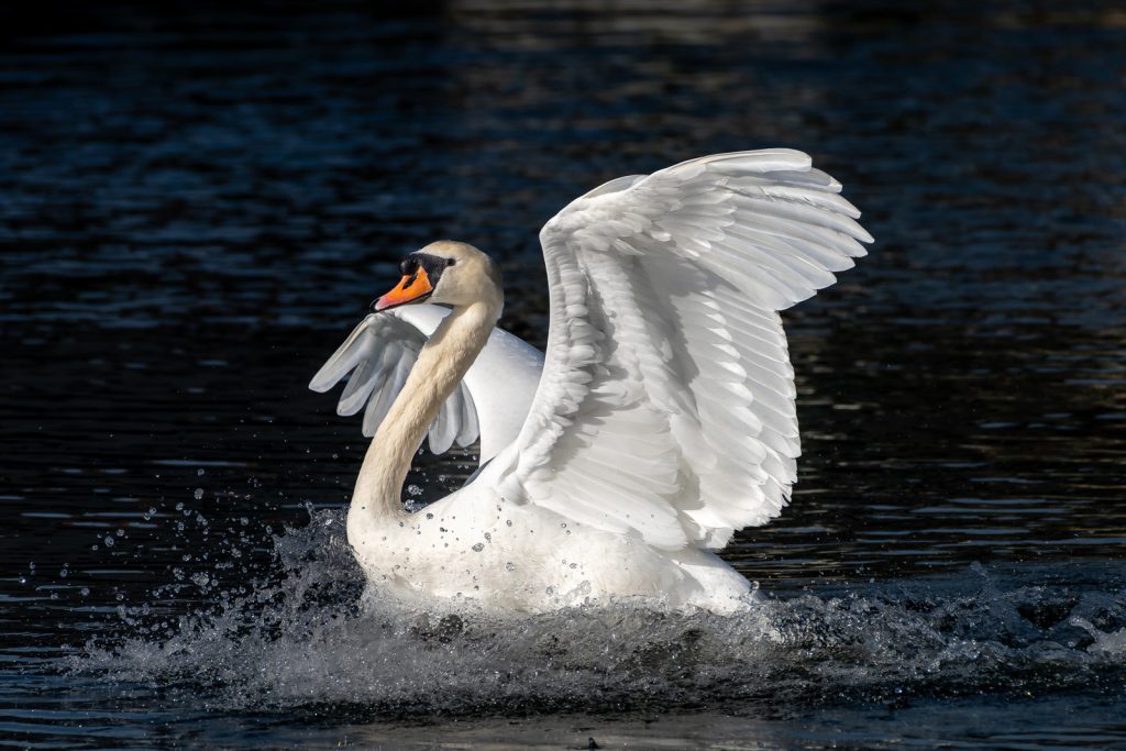 Print runner-up: "Landing Swan" by James Joyce