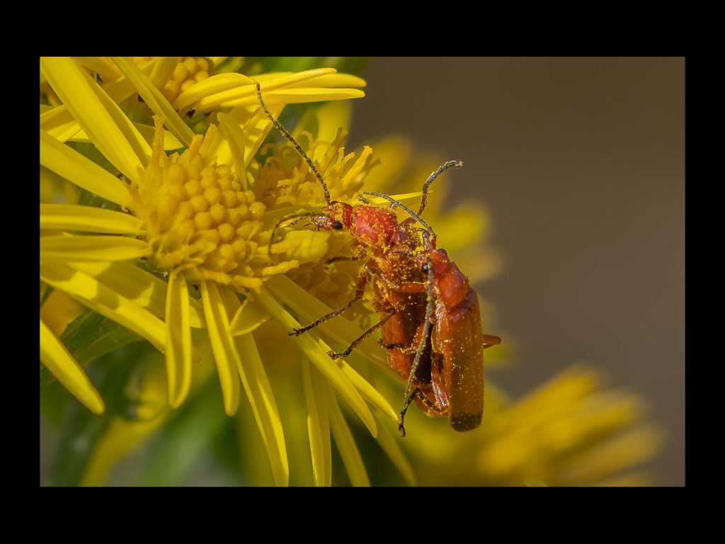 Digital runner-up: "Red Soldier Beetles" by James Joyce