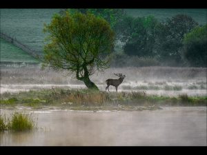 Print of the Year: "Stag in the Mist" by Steve Johnstone